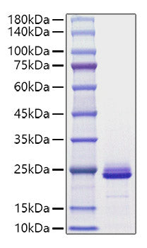 Recombinant Mouse FGF-21 Protein