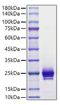 Recombinant Mouse IFNA1 Protein