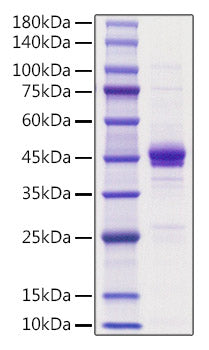 Recombinant Human CX3CL1/Fractalkine Protein