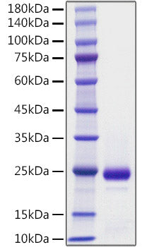 Recombinant Mouse IFN-alpha 2 Protein