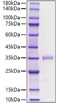 Recombinant human FGF-23/Fibroblast growth factor 23 Protein