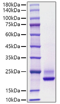 Recombinant Human Cerebral dopamine neurotrophic factor/CDNF Protein