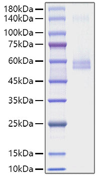 Recombinant Mouse TNFSF13/APRIL/CD256 Protein