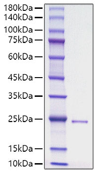 Recombinant Human HHG-3/DHH Protein