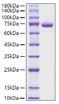 Recombinant Mouse Periostin/PN/POSTN Protein