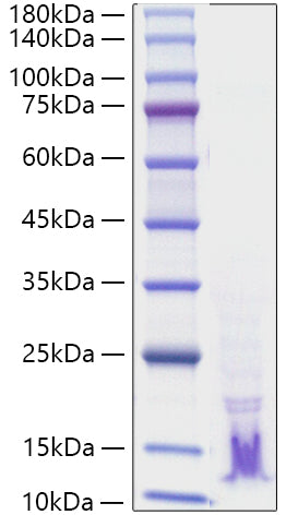 Recombinant Human TGF-alpha/TGFA Protein