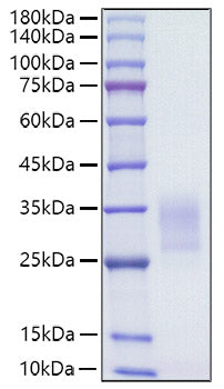 Recombinant Human CD7 Protein