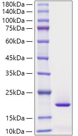 Recombinant Human MYDGF Protein