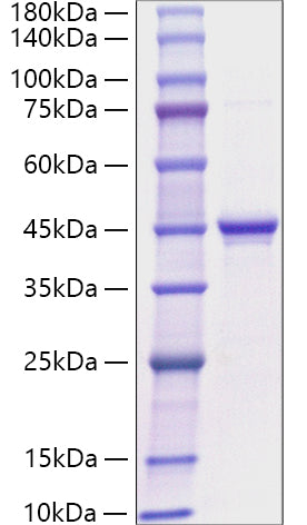 Recombinant Human GHRL/MTLRP Protein