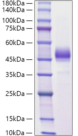 Recombinant Mouse ALK-4/ACVR1B Protein