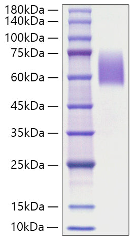 Recombinant Human Microtubule-associated protein tau/MAPT Protein