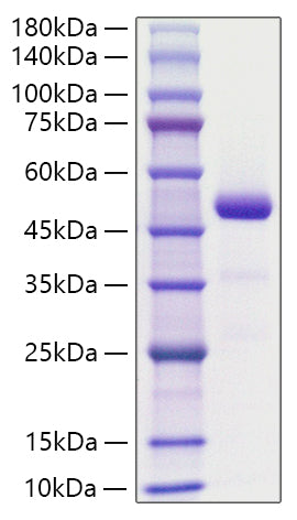 Recombinant Human RARRES2/TIG2 Protein