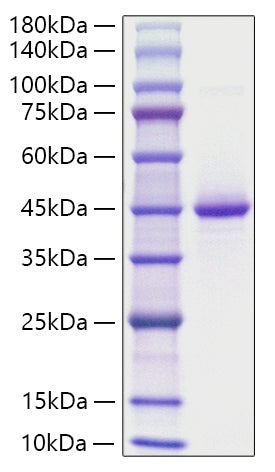 Recombinant Human NRGN/Neurogranin Protein