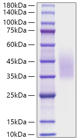 Recombinant Human CD320 Protein