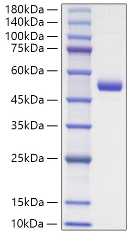 Recombinant Mouse GITR Ligand/TNFSF18 Protein