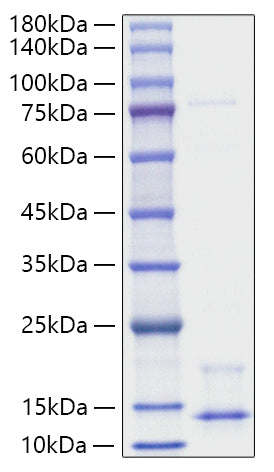 Recombinant Human Pro-neuregulin-1/NRG1 (Beta1) Protein