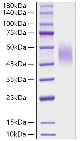 Recombinant Mouse CD200R1 Protein