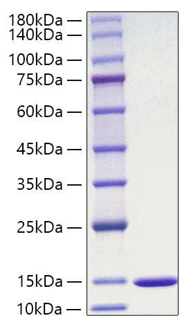 Recombinant Mouse Macrophage migration inhibitory factor/MIF Protein