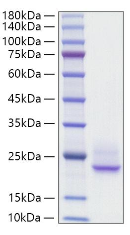 Recombinant Rat IFNA1 Protein