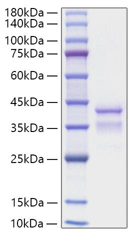 Recombinant Mouse TGF-alpha/TGFA Protein