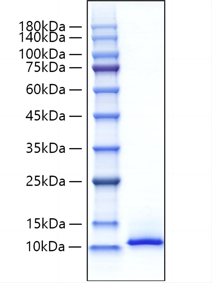 Recombinant Mouse CXCL12/SDF-1 Protein