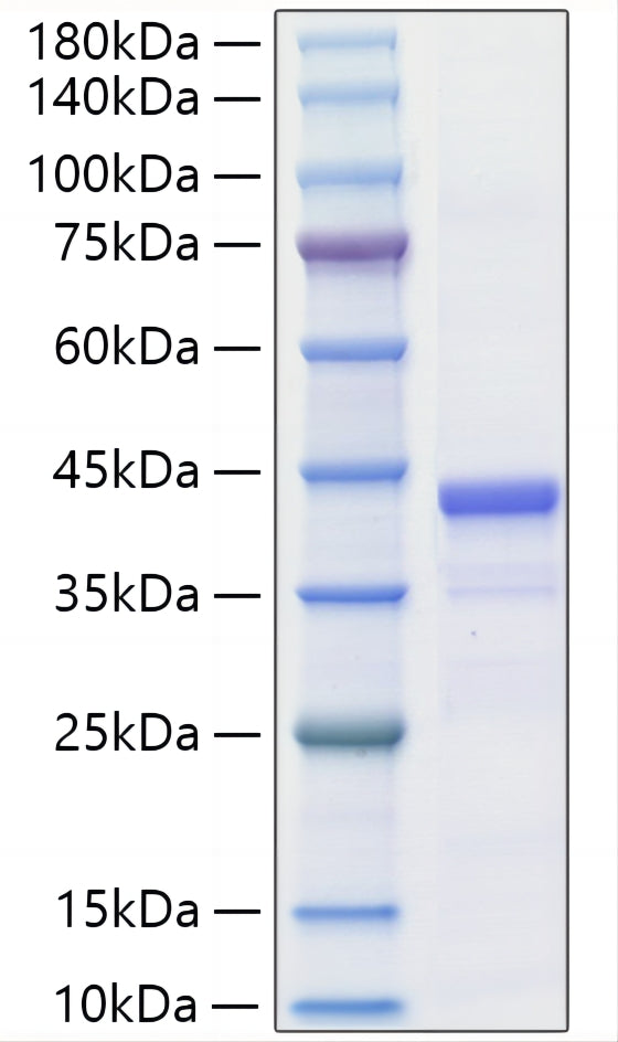 Recombinant Mouse IGF-II Protein