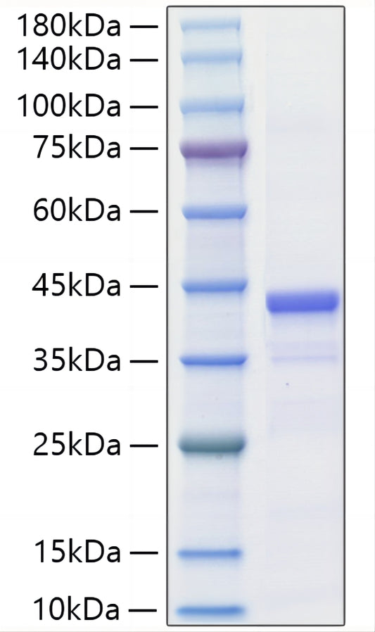 Recombinant Mouse IGF-II Protein