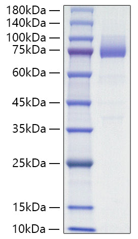 Recombinant Mouse SR-B3/CD36 Protein