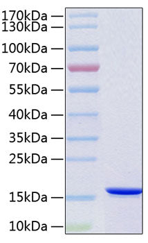 Recombinant Human VAMP-B/VAMP-C Protein