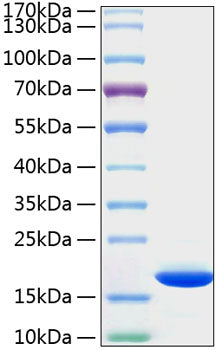 Recombinant Human Cyclophilin B/PPIase B/PPIB Protein