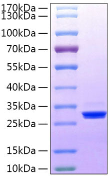 Recombinant Human BTN3A3 Protein