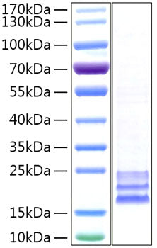 Recombinant Human CEACAM8/CD66b Protein