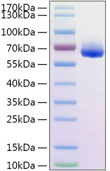 Recombinant Human CLM-9/CD300g Protein