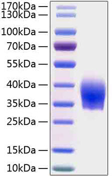 Recombinant Human SLAMF6/CD352 Protein