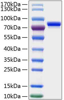 Recombinant Human SLAMF3/LY9/CD229 Protein