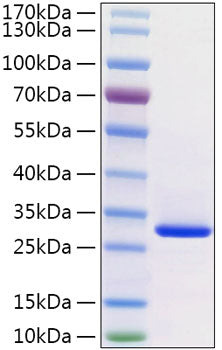 Recombinant Human VSIG8 Protein