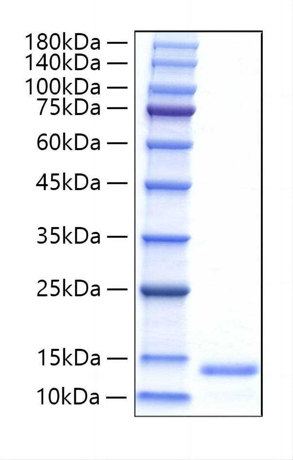 Recombinant Human Hepatopoietin/HPO/Herv1 Protein