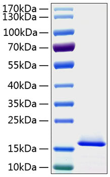 Recombinant Human SUMO-1 Protein