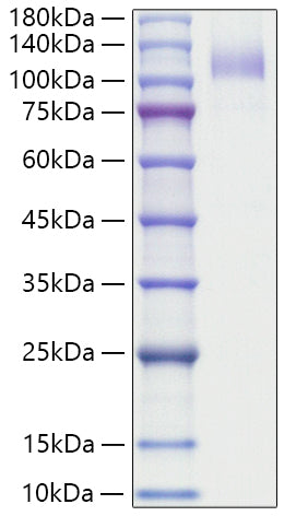 Recombinant Human SR-B3/CD36 Protein