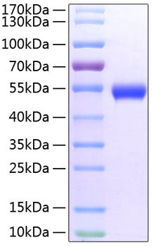 Recombinant Mouse TNFRSF18/CD357 Protein