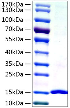 Recombinant Human Galectin-7/LGALS7 Protein