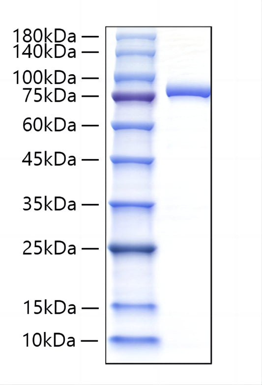 Recombinant Human Lactotransferrin Protein