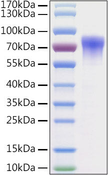 Recombinant Mouse Vitronectin/V75/VTN Protein