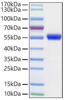 Recombinant Human NSE/ENO2 Protein