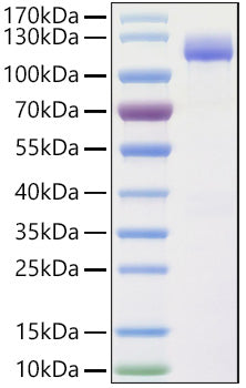 Recombinant Human Calsyntenin-1/CLSTN1 Protein