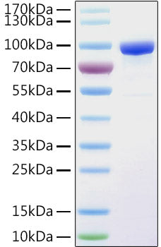 Recombinant Human PPAR gamma Protein