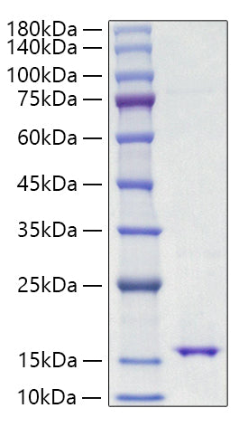 Recombinant Mouse Leptin/LEP Protein