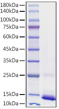 Recombinant Human Macrophage migration inhibitory factor/MIF Protein