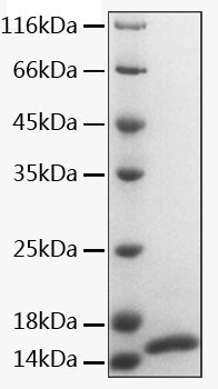 Recombinant Human Calmodulin-1/CALM1 Protein