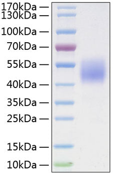 Recombinant Mouse Follistatin-like protein 1/FSTL1 Protein